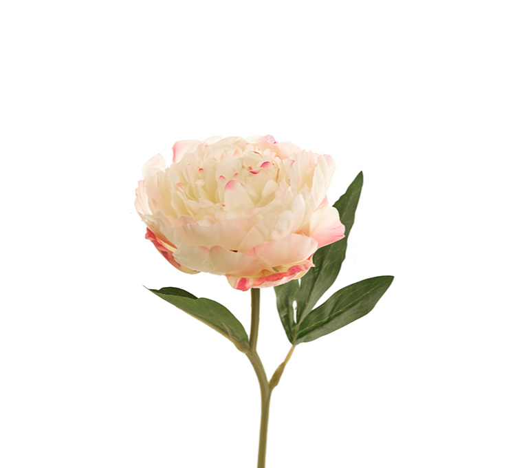 PEONY
