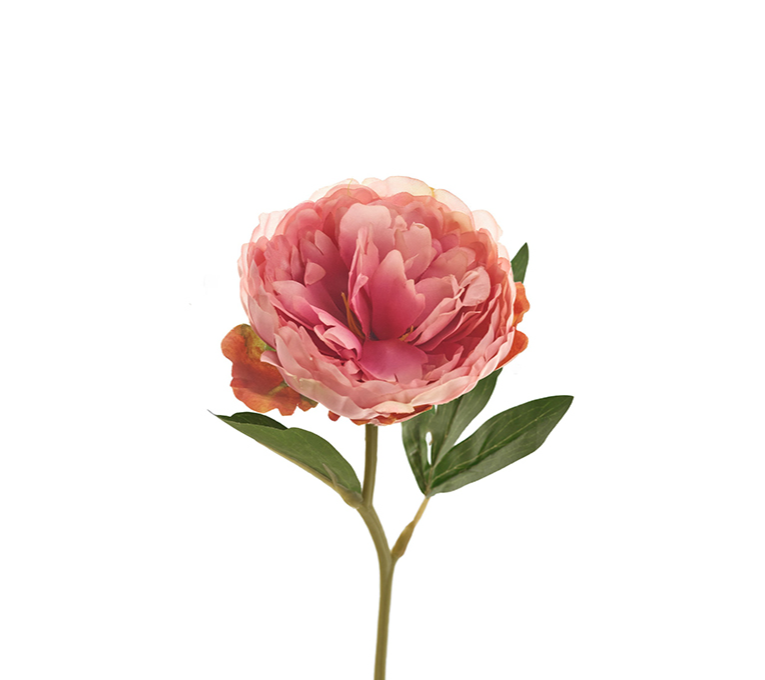 PIVOINE