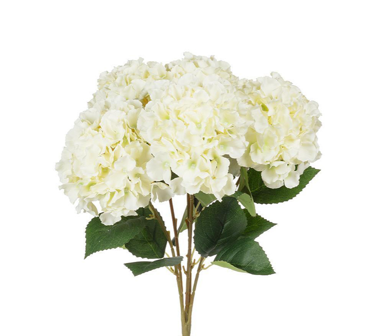 HYDRANGEA